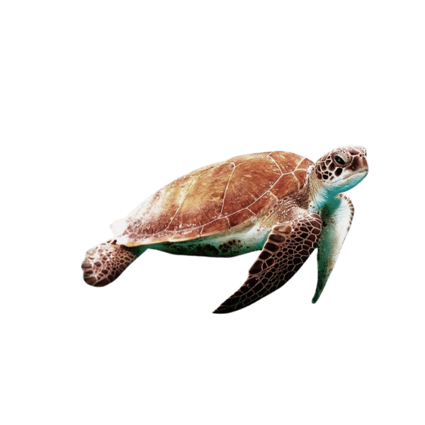 tortudonacion