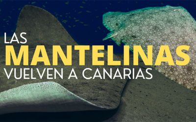 Las mantelinas vuelven a las costas de Canarias