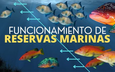Funcionamiento de las reservas marinas